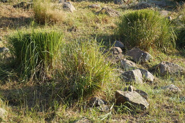 grass on the hill