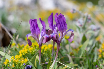 Iris attica (Iris pumila) flowers in natural environement