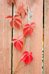  Parthenocissus quinquefolia, known as Virginia creeper, Victoria creeper, five-leaved ivy. Red foliage background red wooden wall. Natural background.