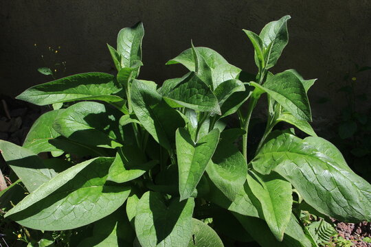 Grande consoude Symphytum officinale