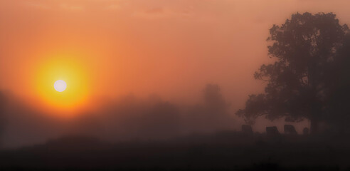 sunrise in the fog, cows under a oak
