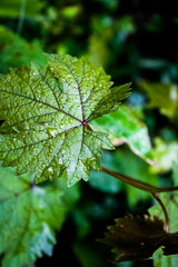 beautyful flowers in the garden