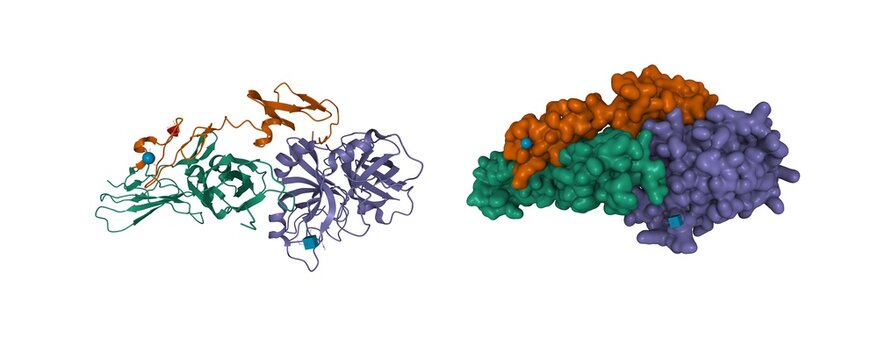 Structure Of Tissue Factor (green) -factor VIIa (brown And Violet) Complex, 3D Cartoon And Gaussian Surface Models, Chain Id Color Scheme, Based On PDB 1j9c, White Background