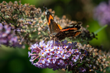 Vanessa atalanta feeding nectar from a butterfly-bush flower