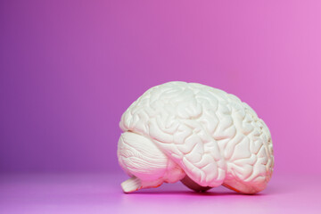 Photo of the brain on a pink background from side