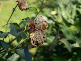 Vertrocknete Rosenblüten