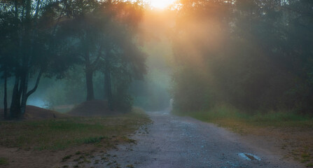 Fototapeta na wymiar Road in a mystical foggy forest at summer dawn
