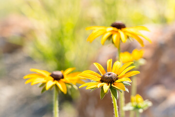 Yellow rudbeckia flowers close up with blurred background