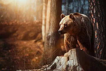 Wandcirkels aluminium Brown bear (Ursus arctos) rest in the forest © Sangur