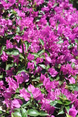 Fresh violet and pink blooming bougainvillea flowers in full bloom on a sunny day