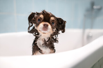 wet chihuahua dog posing in a bath tub