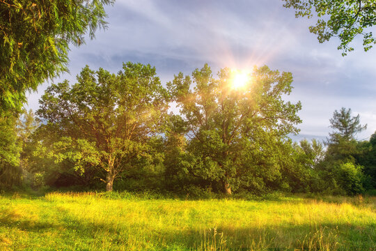 Beautiful summer landscape with trees and green grass. Tree foliage in beautiful morning light with sunlight in summer © olmax1975