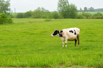 Black and white cow eats grass on a free pasture. Cattle farming, breeding, milk and meat production concept.