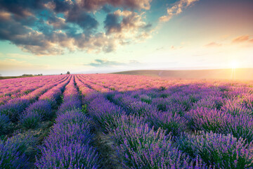 Plakat Lavender field summer sunset landscape near Valensole.Provence,France