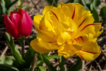 Foto auf Glas Tulips © Holland-PhotostockNL