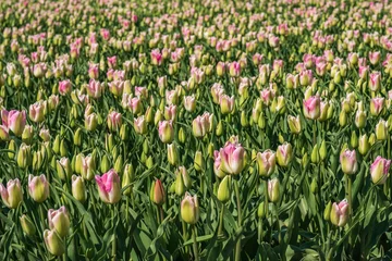 Schilderijen op glas Tulips © Holland-PhotostockNL