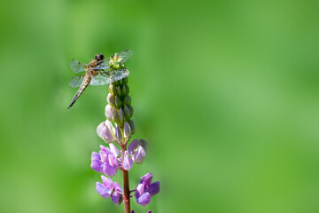 Dragonfly on a lupine flower of  in nature outdoors in sunlight, close-up.