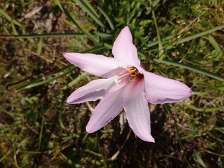 spring crocus flower