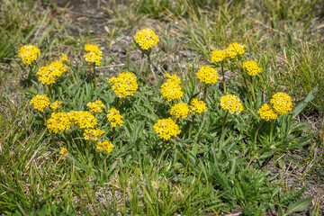 flowers yellow patrinia wild summer meadow