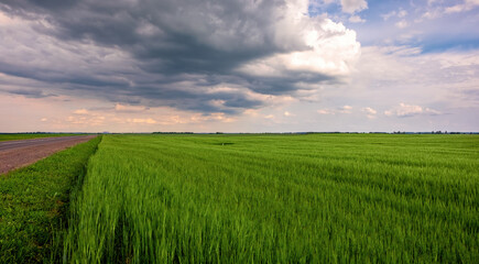 Fototapeta na wymiar Panoramic natural landscape with green grass field, dramatic clouds. Panorama summer fields.