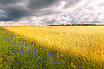 Panoramic summer rural natural landscape with ripe wheat fields, dramatic clouds. Panorama summer fields.