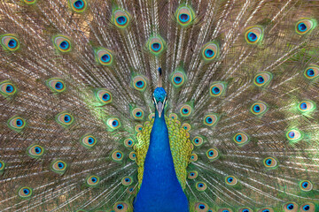 Obraz premium Indian male peacock (blue peafowl, pavo cristatus) with his tail feathers open