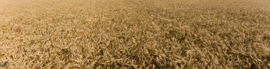 Panorama of a field with ripe wheat