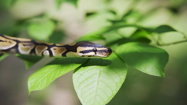 Calm snake among the green leaves of the trees. Wildlife, dangerous animal. Close-up