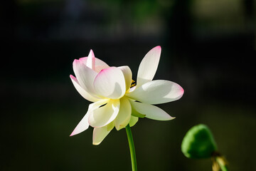 Delicate vivid pink and white water lily flowers (Nymphaeaceae) in full bloom and green leaves on a...