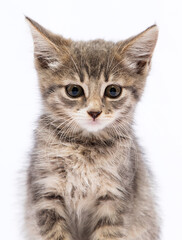 Obraz premium angry tabby kitten on a white background
