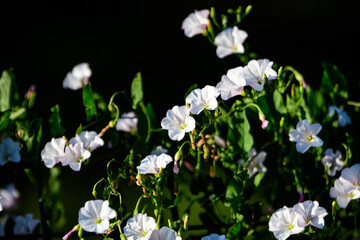 Many white flowers of Convolvulus arvensis plant, commonly known as field bindweed in a British cottage style garden in a sunny summer day, beautiful outdoor floral background.
