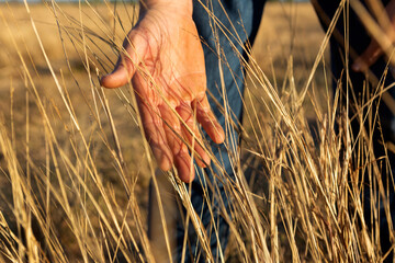 Cattle man inspecting the pasture