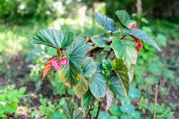 Top view of red begonia flowers with fresh green leaves in a small pot planted in a garden, vivid...
