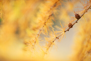 Larch branch and needles in autumn colors
