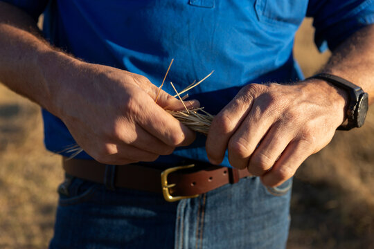 Cattleman's hands testing the grass