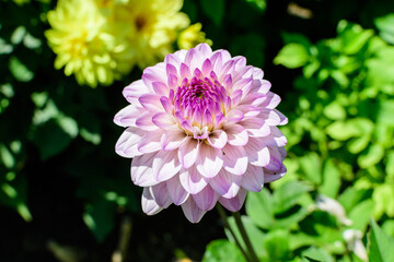 Fototapeta premium Close up of many beautiful large light pink dahlia flowers in full bloom on blurred green background, photographed with soft focus in a garden in a sunny summer day.