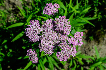 Close up of beautiful vivid pink magenta flowers of Achillea millefolium plant, commonly known as yarrow, in a garden in a sunny summer day.
