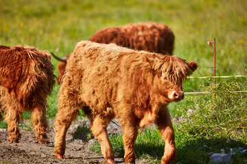 Highland cattle in Rheintal valley