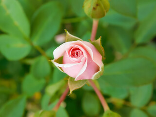 Beautiful rose flower in the garden. Rosebud. Pink rose.  flower top view