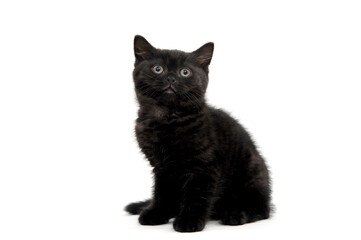 fluffy purebred black kitten sits on a white background