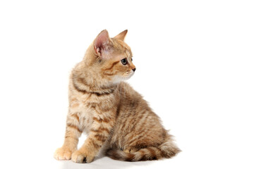a red striped purebred kitten sits on a white background