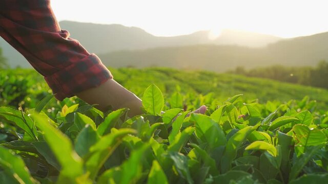 woman farmer hand touching and stroking green tea tree plant leaves under sunlight in morning