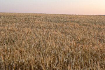 golden wheat field at sunset