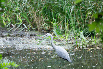 獲物を見つけたアオサギの幼鳥