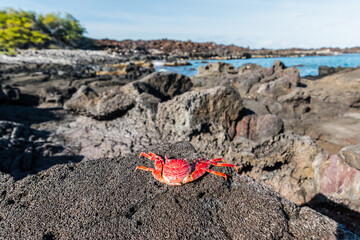 A'ama crab or Thin Shelled Rock Crab (Grapsus tenuicrustatus) on The Shore of Kakapa Bay, Kekaha Kai State Park, Hawaii Island, Hawaii, USA