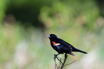 Obraz premium red winged blackbird perched on branch