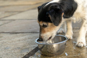 Cute Dog is drinking water from a bowl in a hot summer - Jack Russell Terrier Doggy 12 years old