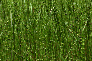 green horsetail grass background