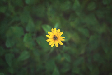 Yellow flower floats above blurry green leaves