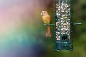 Female cardinal eats from backyard bird feeder with rainbow